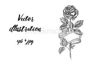 Rose Sketch with Ribbon