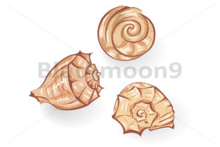 Seashells in Design
